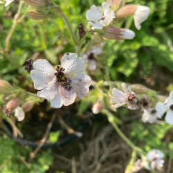 Silene latifolia plant infected with anther-smut disease 